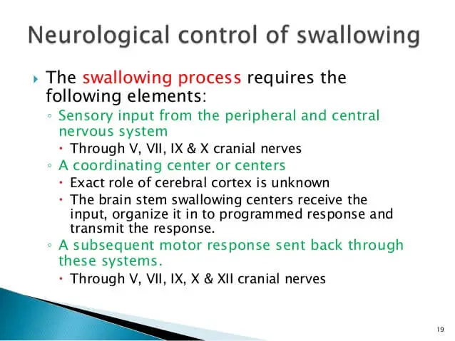 dysphagia nerves